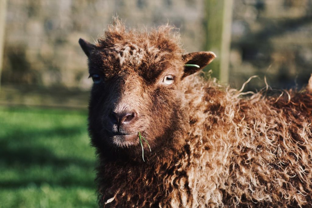 close-up-portrait-of-a-fluffy-brown-sheep-outdoors-29852660 Processed with VSCO with hb2 preset